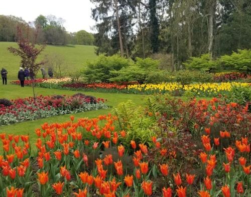 Tulips at Pashley Manor2 by Leila P