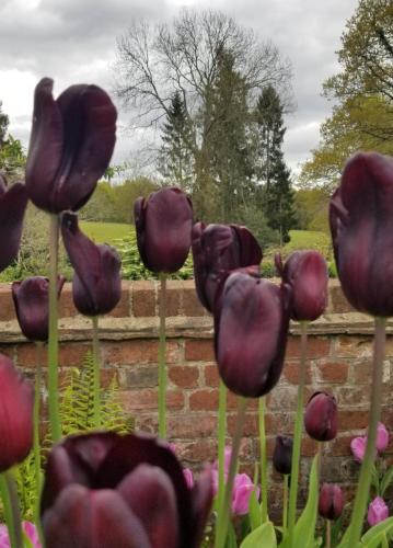 Tulips at Pashleyt Manor3 by Leila P