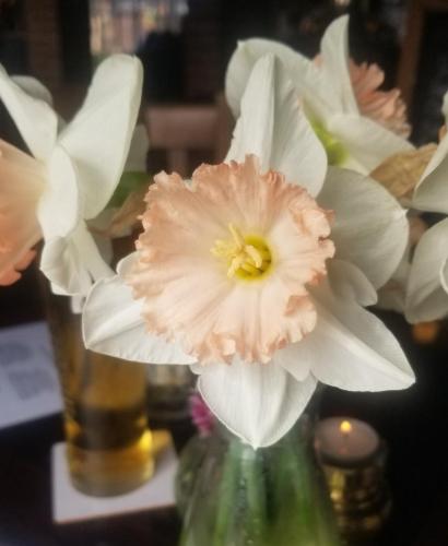 Unusual daffodil by Leila P