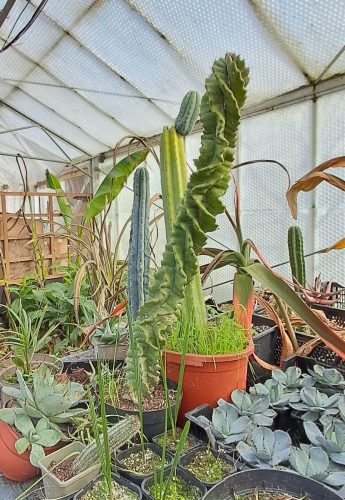 Visit to Big Plant nursery 01 by Leila P