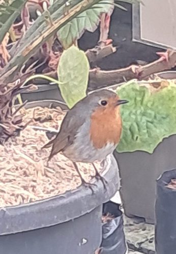 Visit to Big Plant nursery 02 by Leila P