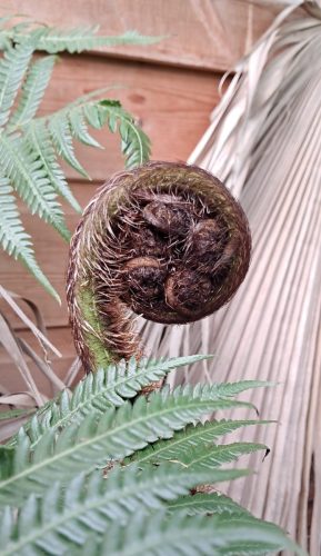 Visit to Big Plant nursery 04 by Leila P