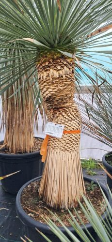 Visit to Big Plant nursery 05 by Leila P