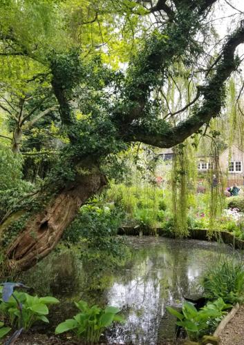 Weeping willow at Pashley Manor by Leila P