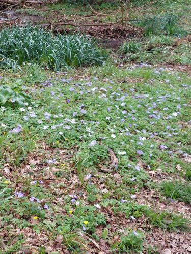 anemones at newtimber