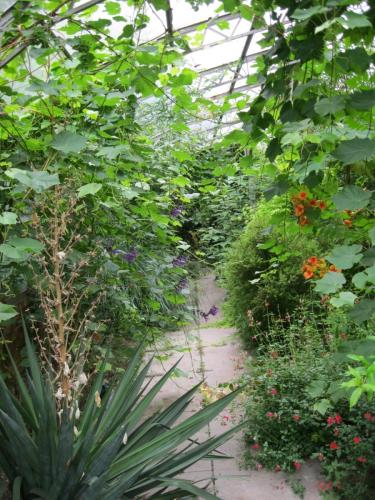 Campsis radicans at One Garden by Marilyn H