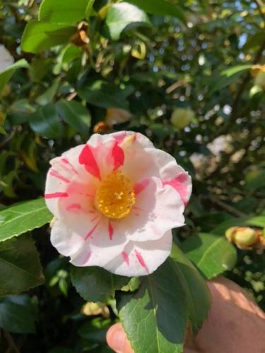Jacky H's trip to Wakehurst Place May 2021 - Variagated Camelia