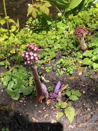 Does anyone know what this plant is at Wakehurst Place?