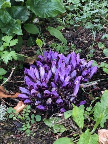 Does anyone know what this plant is at Wakehurst Place?