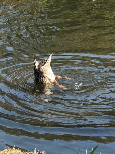 Jacky H's trip to Wakehurst Place in May - Bottoms Up!