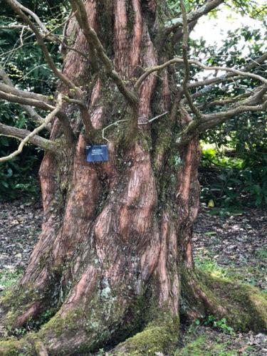 Jacky H's trip to Wakehurst Place May -Redwood Tree