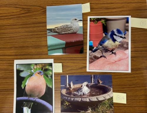 'Our Feathered Friends' Jan photo competition