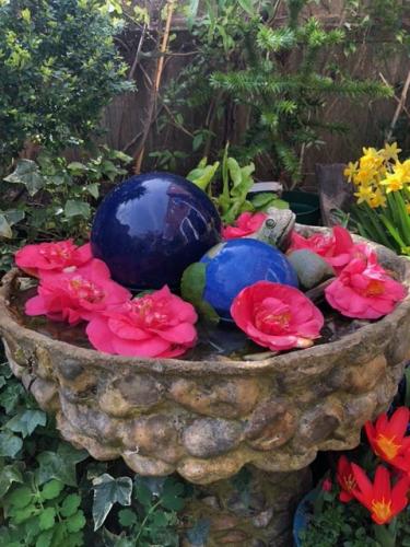 Chris R's artistic arrangement of Camelias in shallow water-filled font