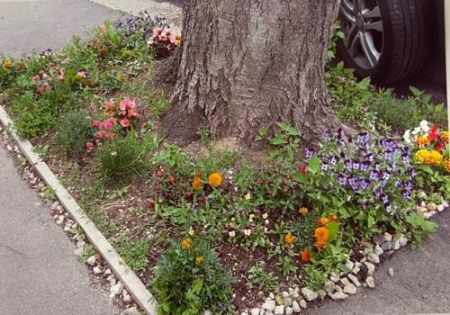 'Plants on Pavements' Jan photo competition