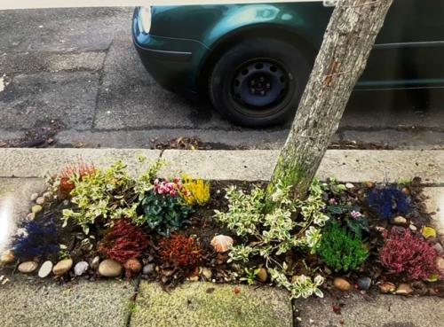 'Plants on Pavements' Jan photo competition