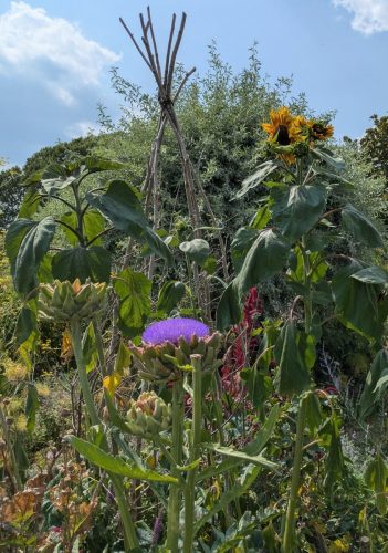 knepp artichoke