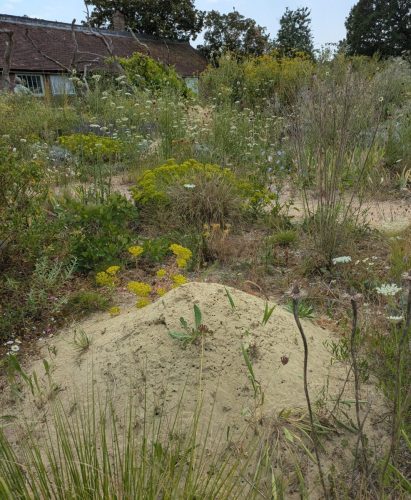 knepp bee mound