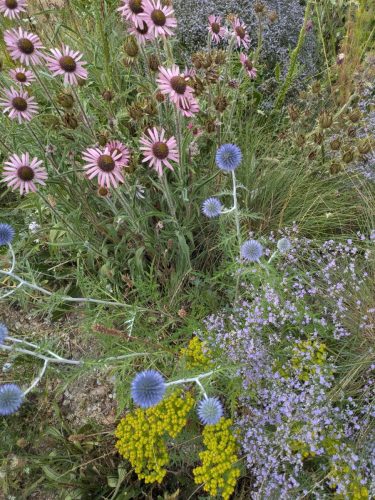 knepp colourful planting