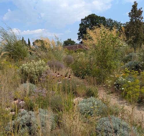 knepp echinacea and helichrysum