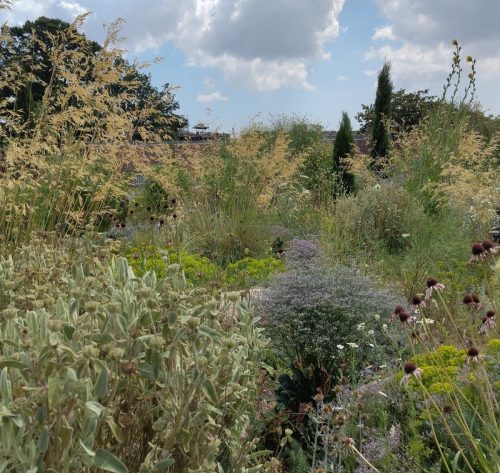 knepp grasses and sea lavender