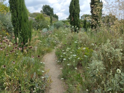 knepp italian cypress and cow parsley