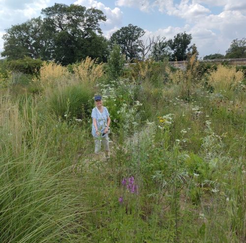 knepp rewilding with M