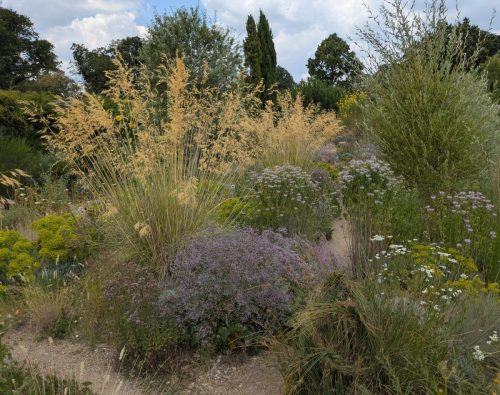 knepp sea lavender, grass and willow