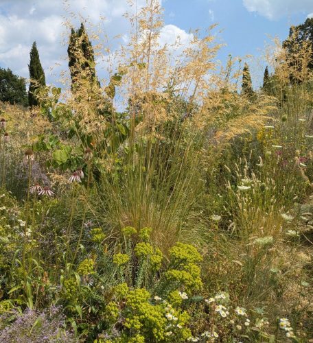 knepp stipa gigantea
