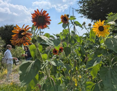 knepp sunflowers
