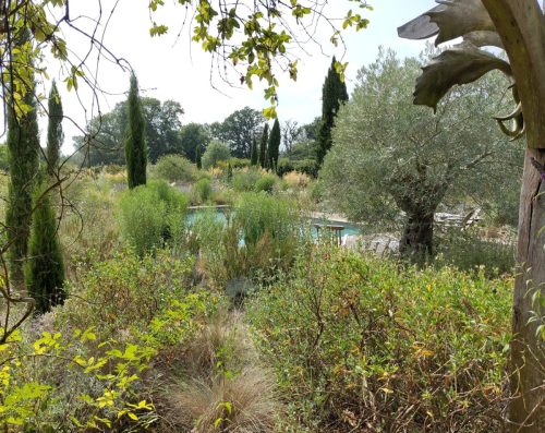 knepp swimming pool and cypress trees