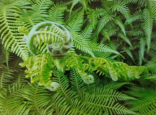 Fabulous Foliage by Leila P