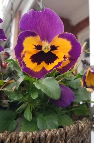 Pansy 01 by Leila P