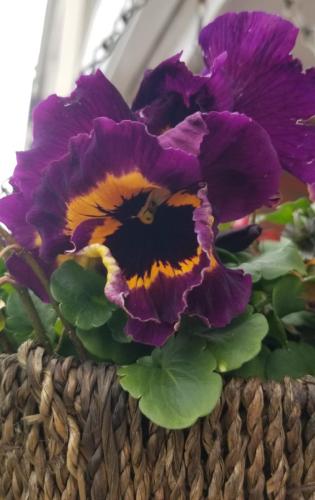 Pansy 02 by Leila P
