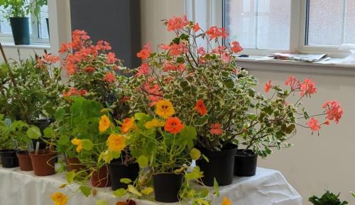Pelargoniums at the plant sale