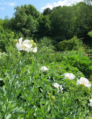 Tree poppy at One Garden by Marilyn H