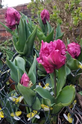 Tulip in the old BBQ by Leila P