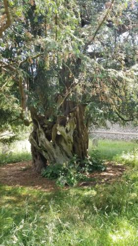 yewtree at stanmer churchyard by Leila P